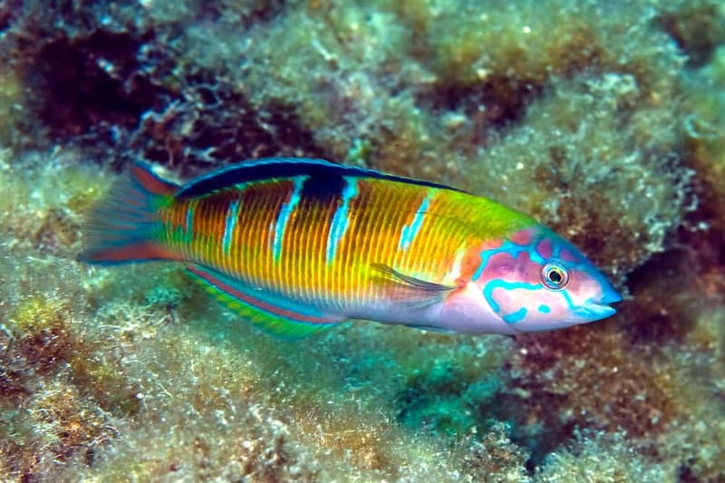 Costa Teguise: Guided 2-hour Snorkeling Tour for all levels - The 2:30 PM start and what happens first