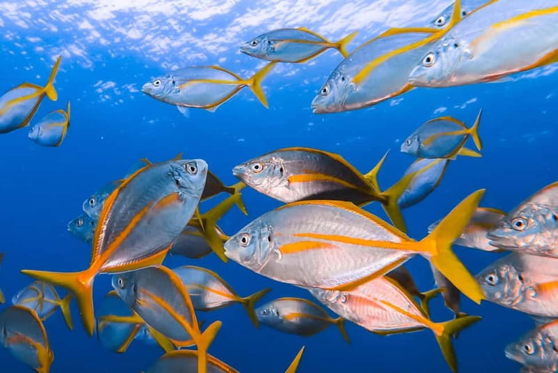 Costa Teguise: Guided 2-hour Snorkeling Tour for all levels - Following lava formations through the bay