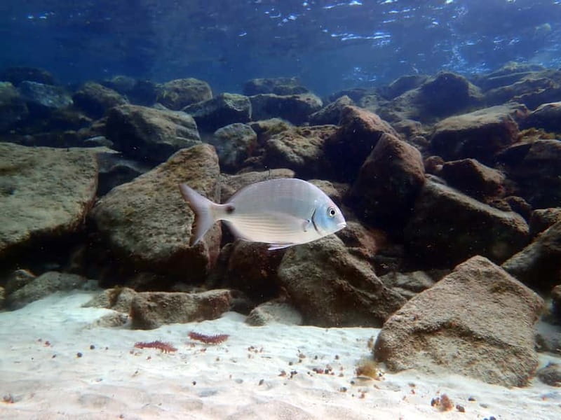 Costa Teguise: Guided 2-hour Snorkeling Tour for all levels - What the equipment adds to the experience