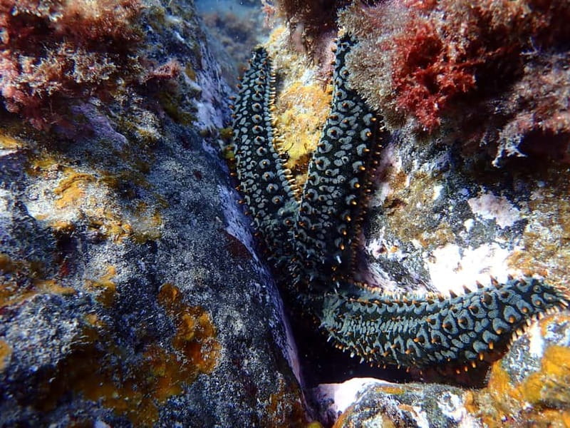 Costa Teguise: Guided 2-hour Snorkeling Tour for all levels - Hotel pickup from three Lanzarote areas