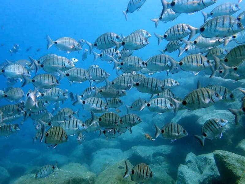 Costa Teguise: Guided 2-hour Snorkeling Tour for all levels - The practical drawbacks to consider