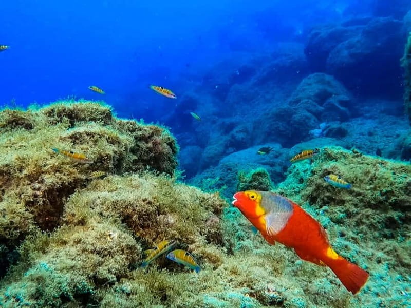 Costa Teguise: Guided 2-hour Snorkeling Tour for all levels - Shallow-water practice before the main swim