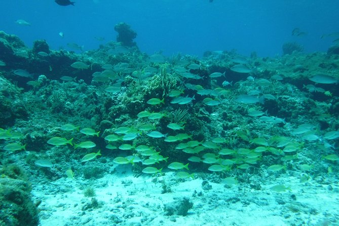 Cozumel Catamaran Snorkeling Tour & Lunch (Hotel Pick Up) - Snorkeling Colombia and Palancar reefs