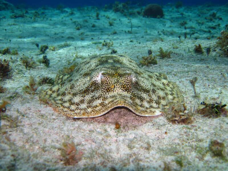 Cozumel: El Cielo & Palancar Snorkel with Open Bar & Ceviche - Boat choice and comfort