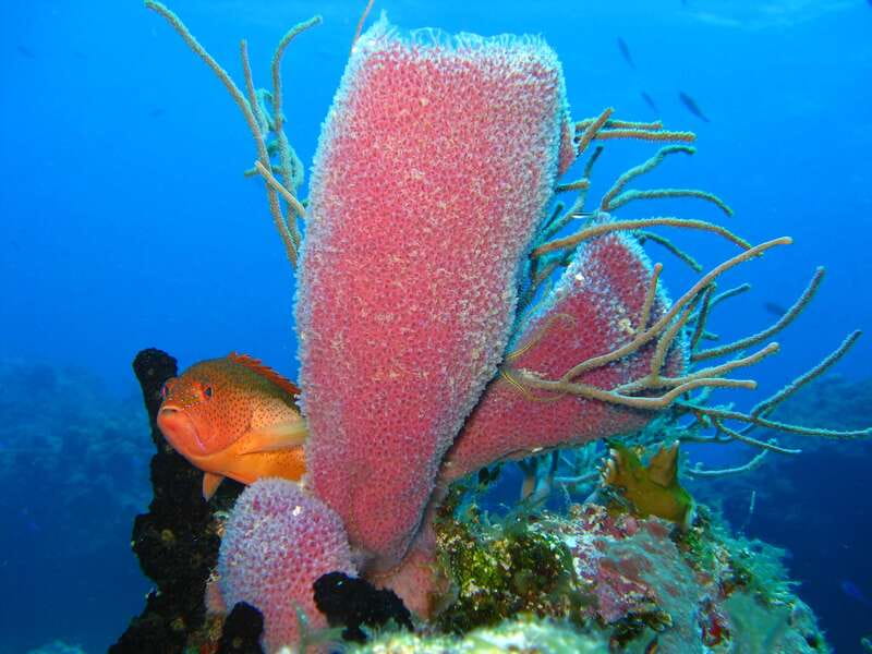 Cozumel: El Cielo & Palancar Snorkel with Open Bar & Ceviche - Is $72 a fair price?