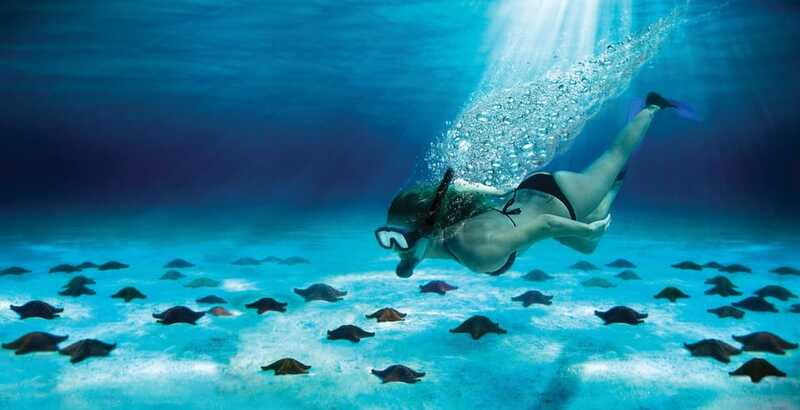 Cozumel: El Cielo & Palancar Snorkel with Open Bar & Ceviche - Who will enjoy this Cozumel outing?