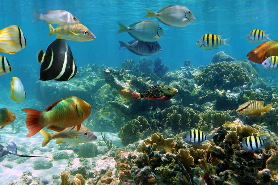 Cozumel: Palancar, Columbia and Cielo Reefs Snorkeling Tour - Three reefs and one famous sandbar