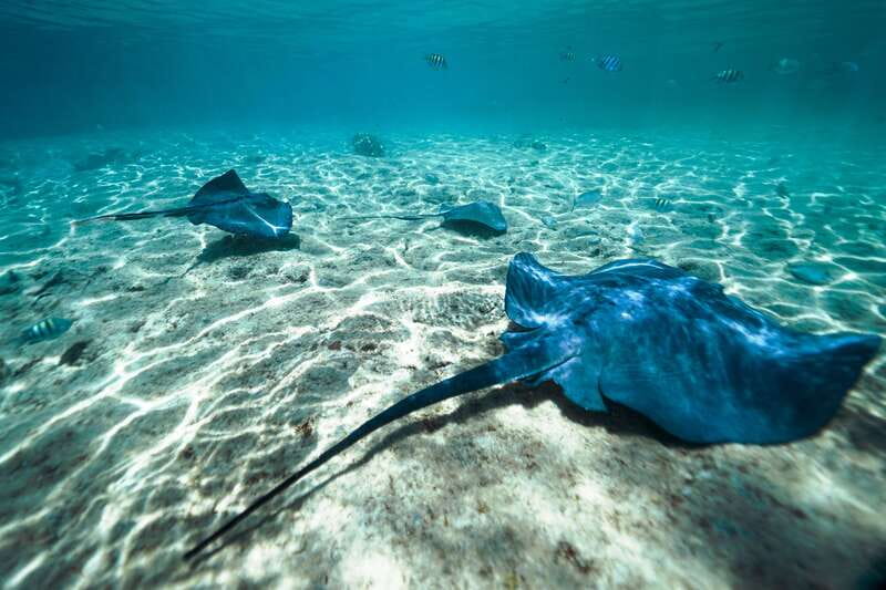 Cozumel: Snorkel and Swim with Stingrays - Key points to know before you book