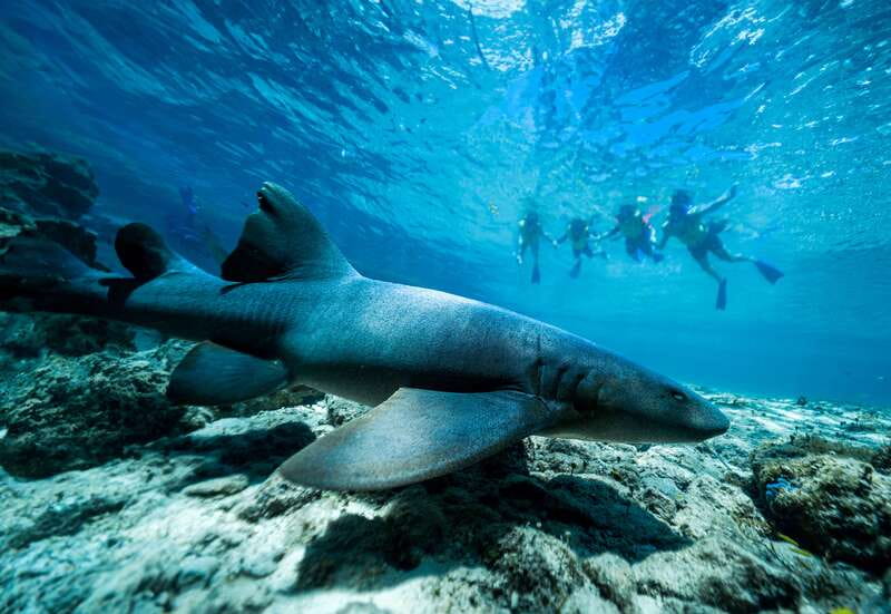 Cozumel: Snorkel and Swim with Stingrays - What I would do before arriving