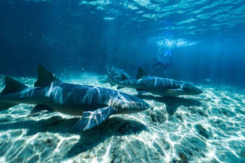 Cozumel: Snorkel and Swim with Stingrays - The 30-minute snorkeling session
