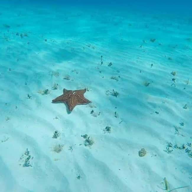 Cozumel: snorkeling on reefs + visit to "El Cielo" - Price: very cheap, but check the payment details