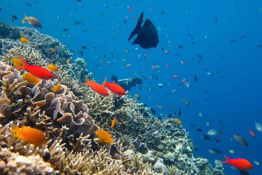 Cozumel: snorkeling on reefs + visit to "El Cielo" - Sunscreen, equipment, and health rules