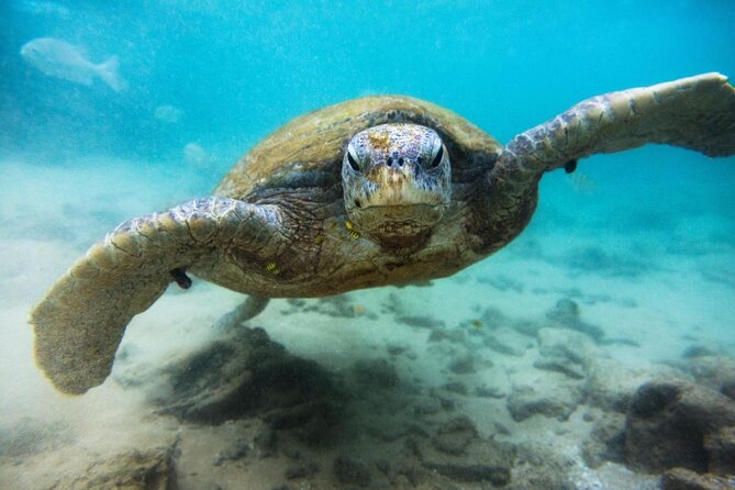 Cozumel Snorkeling Tour at Palancar & Colombia Reefs and El Cielo - Key points to know before you book