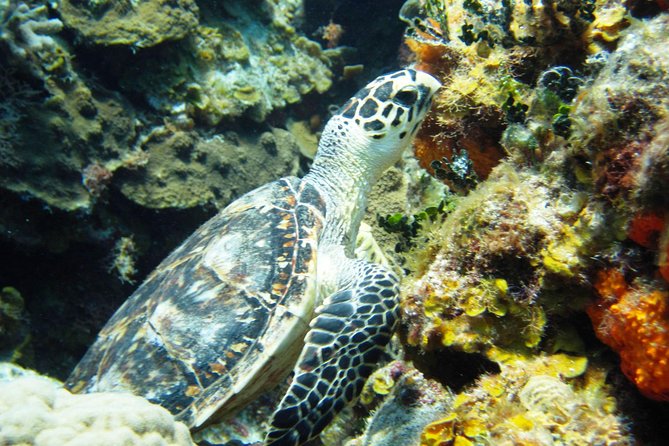 Cozumel Snorkeling Tour at Palancar & Colombia Reefs and El Cielo - Colombia Reef: your first serious look underwater