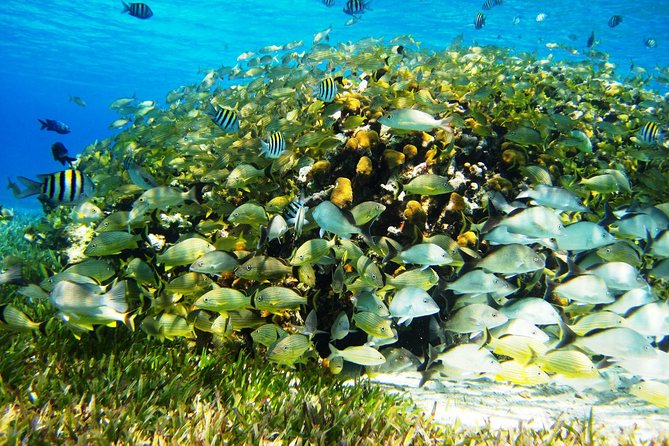 Cozumel Snorkeling Tour at Palancar & Colombia Reefs and El Cielo - Food, drinks, and the onboard bar