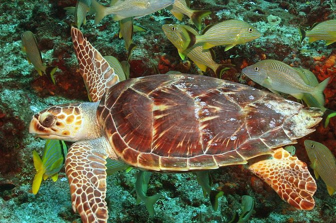 Cozumel Snorkeling Tour at Palancar & Colombia Reefs and El Cielo - What the tour does well, and where it can stumble
