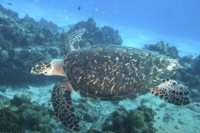 Cozumel Snorkeling Tour: Palancar, Columbia and El Cielo Reefs