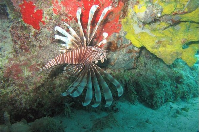 Cozumel Snorkeling Tour: Palancar, Columbia and El Cielo Reefs - Guides, equipment, and the small-group advantage