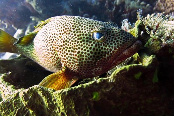 Cozumel Snorkeling Tour: Palancar, Columbia and El Cielo Reefs - Timing, weather, and how to prepare