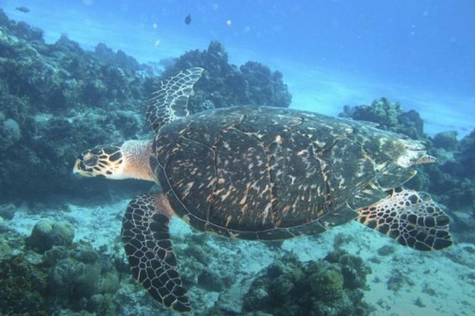 Cozumel Snorkeling Tour: Palancar, Columbia and El Cielo Reefs - Palancar Reef, the main underwater attraction
