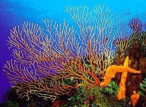 Cozumel Snorkeling Tour to Palancar Reef and El Cielo - Key points to know before booking
