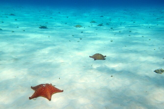 Cozumel Snorkeling Tour to Palancar Reef and El Cielo - Safety and swimming ability deserve careful thought