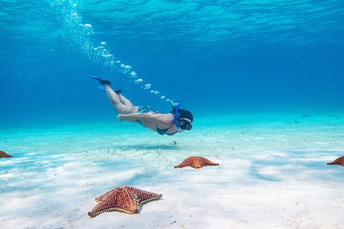 Cozumel Starfish and Tropical Reef Snorkeling by Powerboat with Lunch - The real cost: $139 plus the ferry