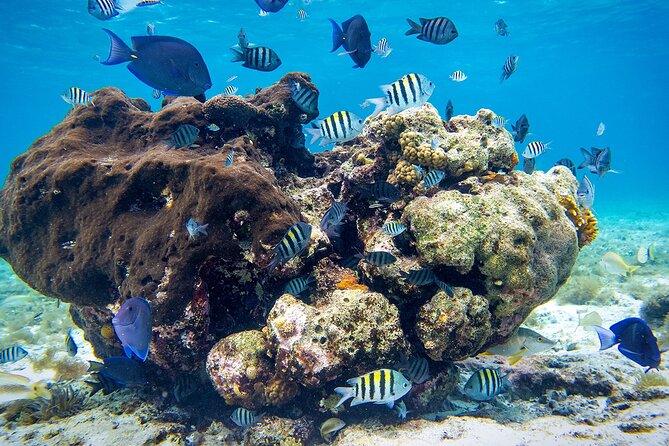 Cozumel Starfish and Tropical Reef Snorkeling by Powerboat with Lunch - Timing, weather, and the ferry connection