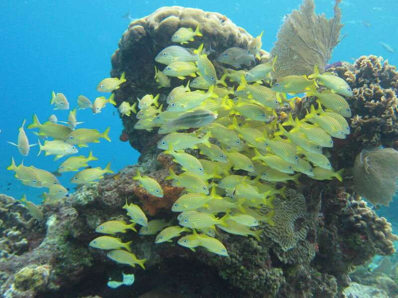 Cozumel: VIP Glass Bottom Boat & Snorkeling 3 Reefs Tour - The glass-bottom boat works for mixed abilities