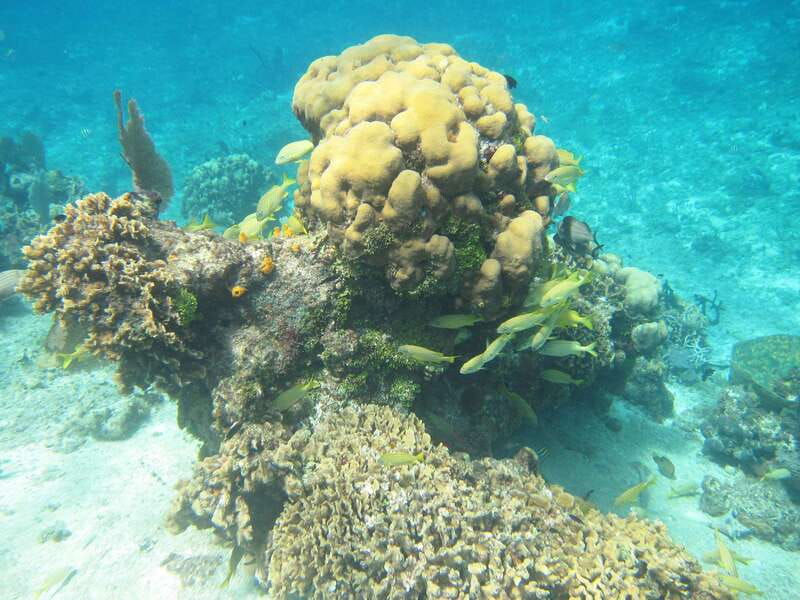 Cozumel: VIP Glass Bottom Boat & Snorkeling 3 Reefs Tour - Who should book this Cozumel snorkeling trip?