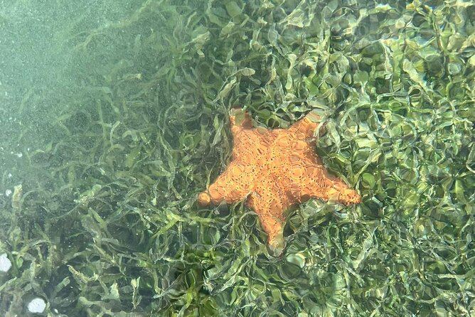 Crystal Kayak & Snorkel Eco Tour (with transfer) - How much activity do you get for $89?