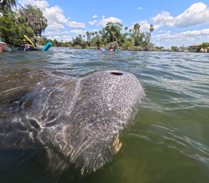 Crystal River: Guided Manatee Snorkeling Tour - The value of a respectful wildlife encounter
