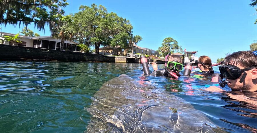 Crystal River: Guided Manatee Snorkeling Tour - What the Crystal River manatee experience is really like