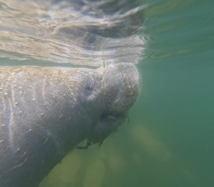 Crystal River: Guided Manatee Snorkeling Tour - Searching Kings Bay with the captain and guide