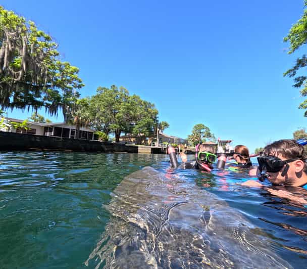 Crystal River: Guided Manatee Snorkeling Tour - Why the guides make a difference