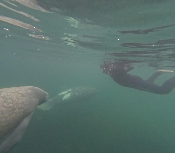 Crystal River: Guided Manatee Snorkeling Tour - Photos after the swim
