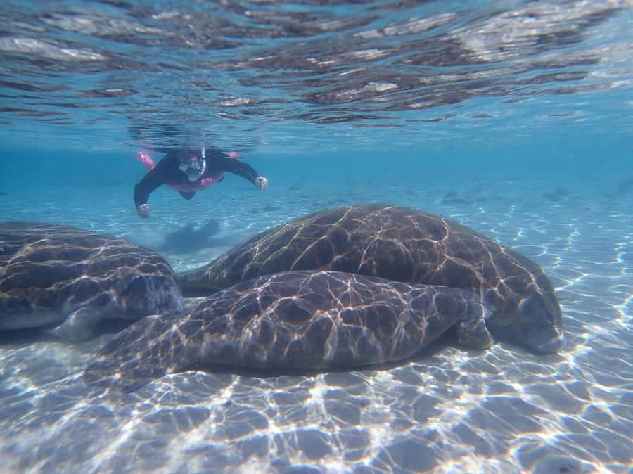 Crystal River: Guided Manatee Snorkeling Tour with Photos - Key points to know before booking