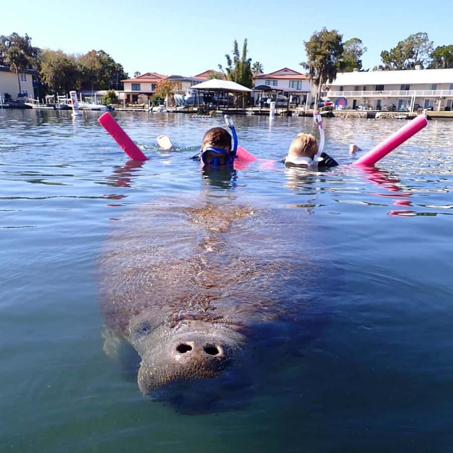 Crystal River: Guided Manatee Snorkeling Tour with Photos - Who should book this Crystal River tour