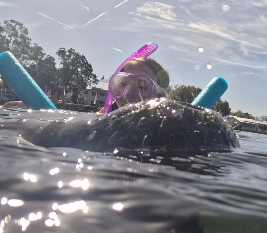 Crystal River: Guided Manatee Snorkeling Tour with Photos - Why the in-water guide makes a difference