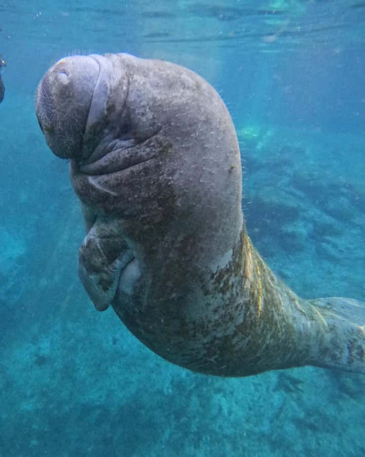 Crystal River: Guided Manatee Snorkeling Tour with Photos - A family-friendly touch: the Manatee King treasure chest