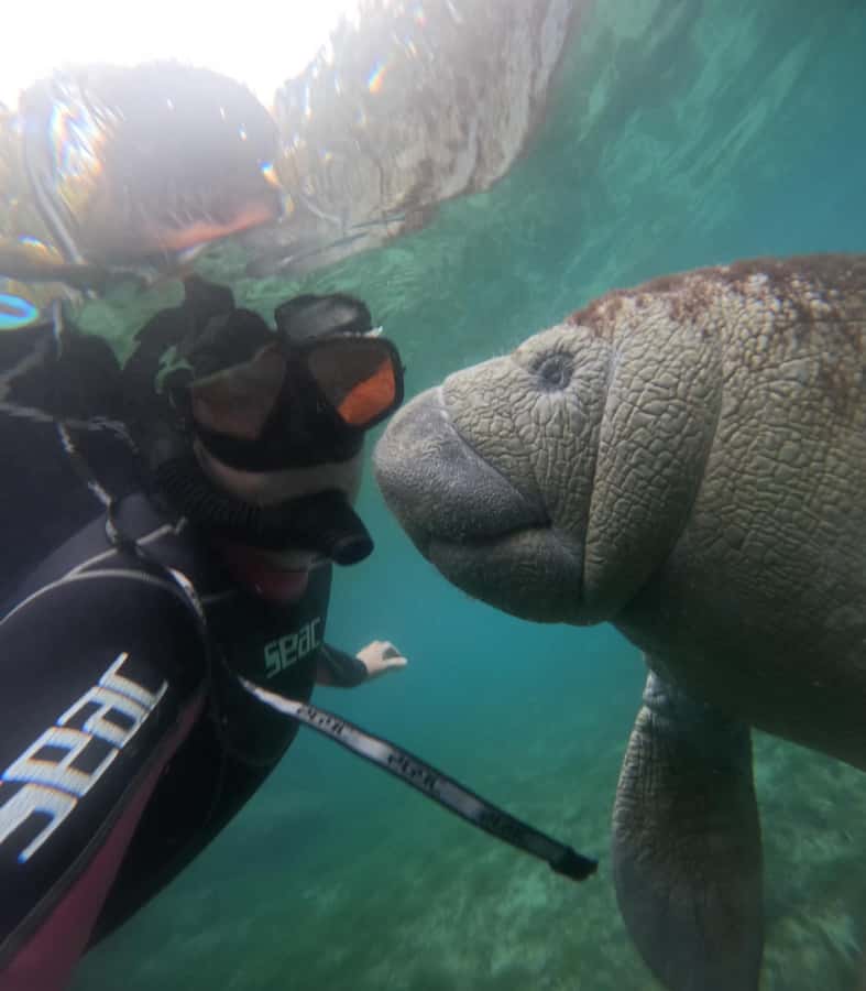 Crystal River: Guided Manatee Snorkeling Tour with Photos - What the $65 price includes