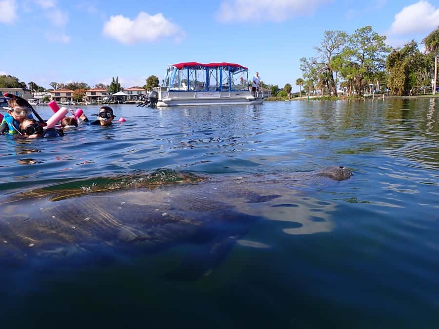 Crystal River: Guided Manatee Snorkeling Tour with Photos - Meeting Captain Al’s small boat at Slip 106