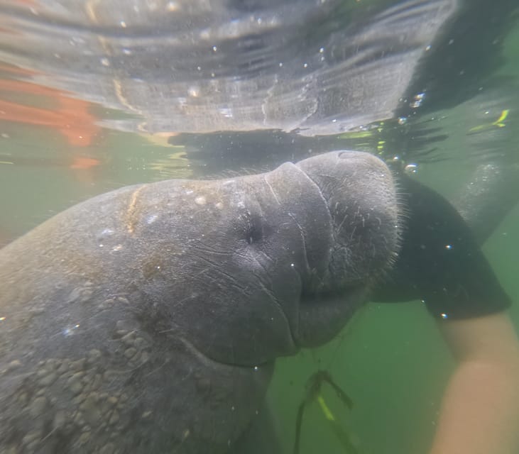 Crystal River: Guided Manatee Snorkeling Tour - Check-in, wetsuits, and the ride to the boat
