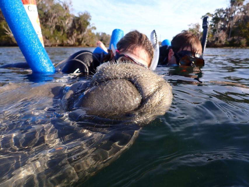Crystal River: Manatee Snorkel Tour w/ In-Water Photographer - Who should book this experience