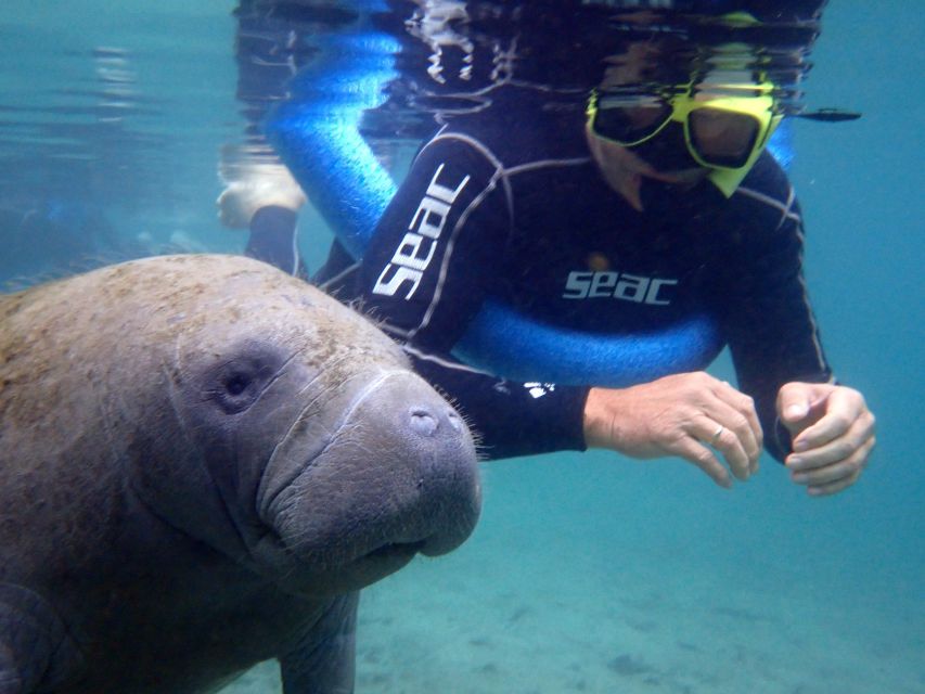 Crystal River: Manatee Snorkel Tour w/ In-Water Photographer - Why Crystal River is the right place for manatees