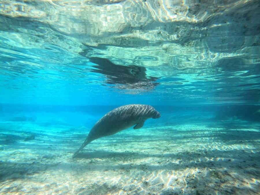 Crystal River: Small-Group Manatee Snorkeling Tour - The first minutes on the water