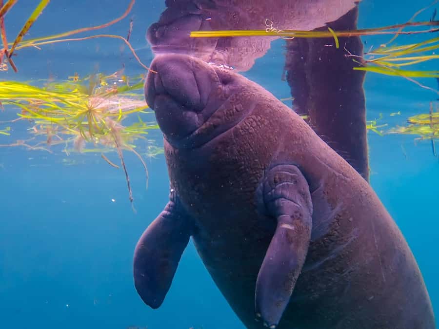 Crystal River: Small-Group Manatee Snorkeling Tour - What the encounter feels like