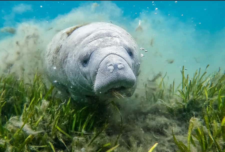 Crystal River: Small-Group Manatee Snorkeling Tour - The six-person limit and why it affects value