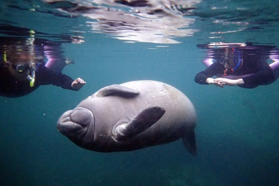 Crystal River: Snorkel with Manatees & Dolphin Airboat Trip - Two very different Florida adventures in one day