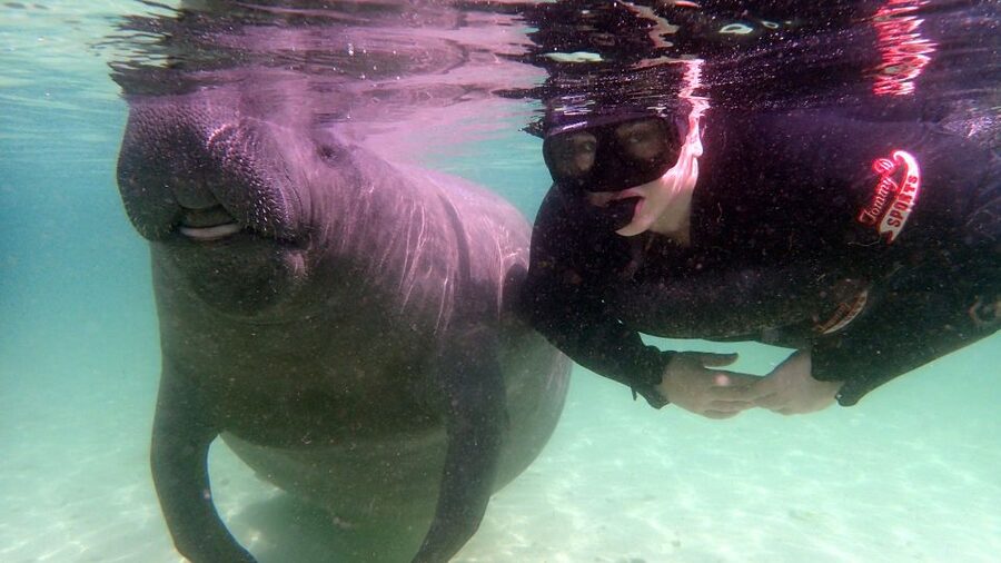 Crystal River: Snorkel with Manatees & Dolphin Airboat Trip - Preparing for the three-hour manatee swim